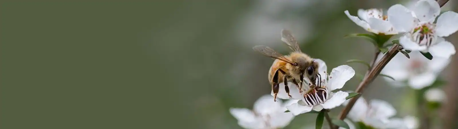 Manuka Honey